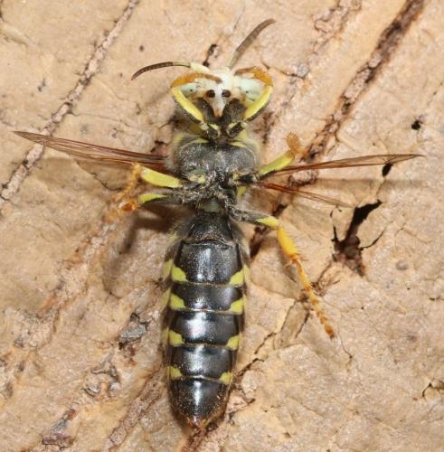 Bembix tarsata
